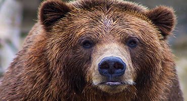 ours dans paysage Bulgare